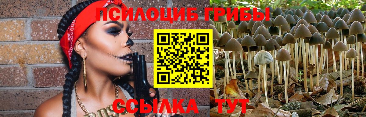 Галлюциногенные грибы Psilocybine cubensis Знаменск